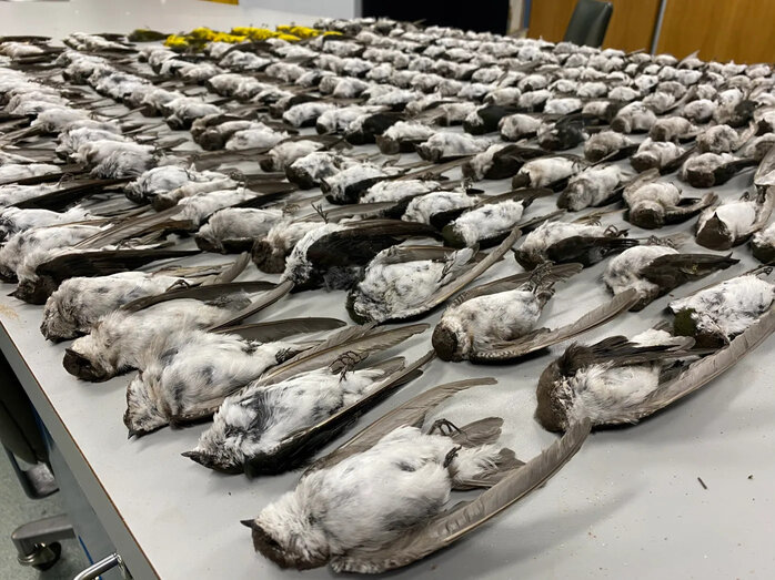 DeaD birds on the table.